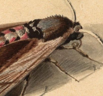 École HOLLANDAISE du XVIIIe siècle Grasshopper and three seashells
Feather and watercolour
7,6...