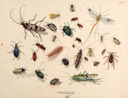 CHARLES GAUDELET (LILLE, 1817 – 1870) Insect studies
Feather, watercolour and gouache
24...