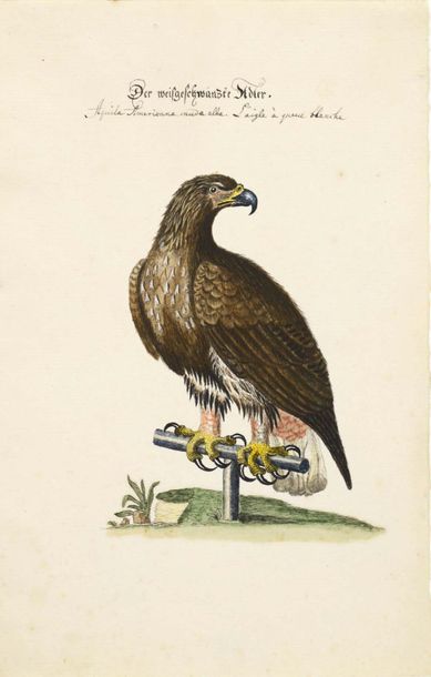 DETLEF HARTWIG ZANDER (1763 - 1837) Bird
studies Ink and watercolour
Signed "D.H....