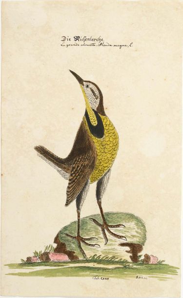 DETLEF HARTWIG ZANDER (1763 - 1837) Etudes d'oiseaux
Encre et aquarelle
Signé «D.H....
