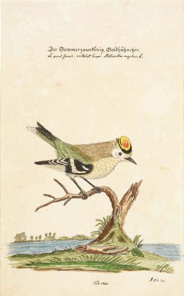 DETLEF HARTWIG ZANDER (1763 - 1837) Etudes d'oiseaux
Encre et aquarelle
Signé «D.H....