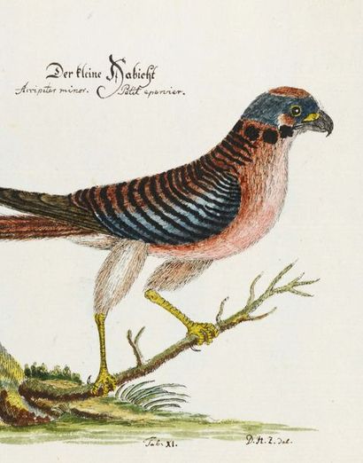 DETLEF HARTWIG ZANDER (1763 - 1837) Etudes d'oiseaux
Encre et aquarelle
Signé «D.H....