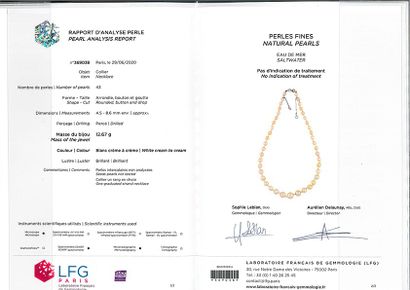 null NECKLACE "PERLES FINES"
Drop of 43 fine pearls.
Pb: 12,67 gr
Accompanied by...