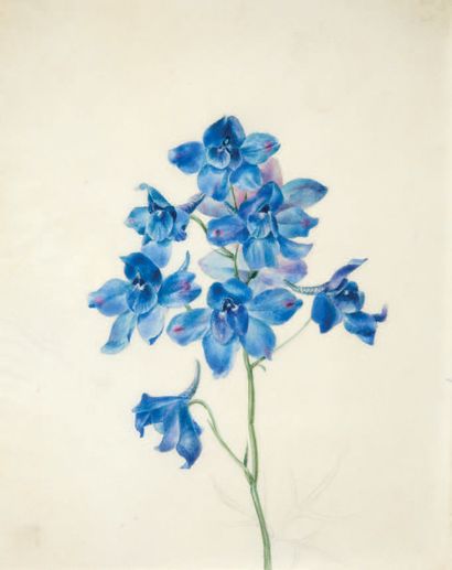 ÉCOLE FRANÇAISE VERS 1830 Fleurs bleues
Pencil and watercolor on vellum 21,7 x 16...