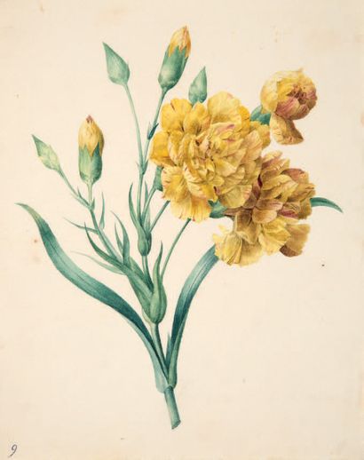 ÉCOLE FRANÇAISE VERS 1830 Oeillet
Crayon et aquarelle
24 x 19 cm
Carnation
Pen and...
