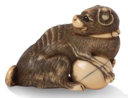 JAPON XIXE SIECLE Netsuke en ivoire, représentant un chien efflanqué protégeant une...