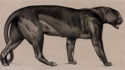 Paul JOUVE (1880-1973) Panthère marchant Crayon signé en bas à droite 22 x 39 cm...