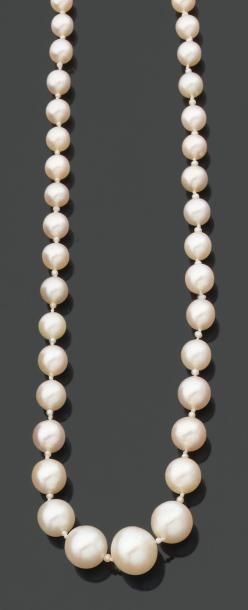 null Collier composé d'une chute de 57 perles fines rondes et 54 petites perles fines...