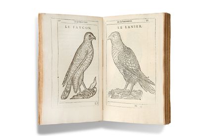 [CHASSE] ARCUSSIA (Charles d'). Falconry, divided into three books.

Aix : Jean Tholosan,...