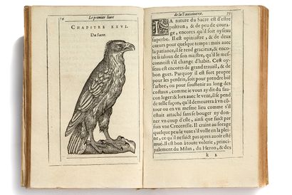 [CHASSE] ARCUSSIA (Charles d'). Falconry, divided into three books.

Aix : Jean Tholosan,...