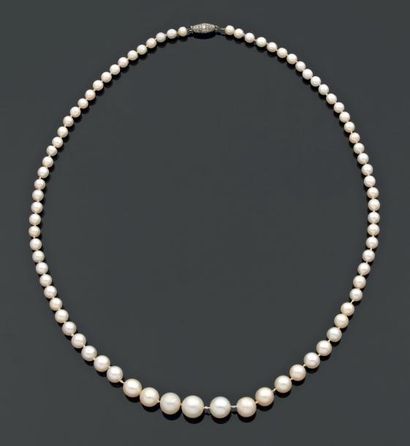 null Collier composé de 79 perles fines en chute orné d'un fermoir bâton en or gris...