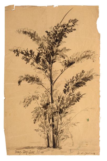 TRẦN TẤN LỘC(1906-1968) Étude de botanique en plein air, 1923 Encre sur papier, signée...