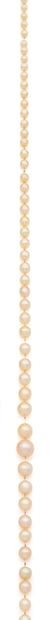 null 
NECKLACE "FINE PEARLS

Necklace made of 97 pearls, not tested

18k (750) gold...