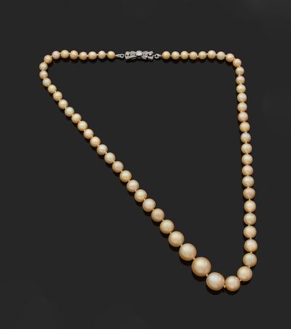null COLLIER «PERLES FINES»
Collier composé d'une chute de 59 perles fines et 2 perles...