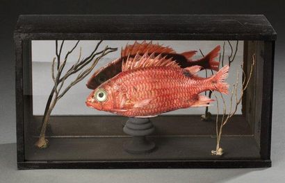 null Diorama composé d'un poisson squirel rouge Annexe: NC