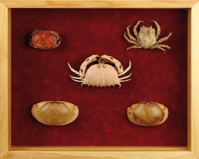null Ensemble de cinq crabes dont Calappa. Dans une boîte vitrée en bois naturel....