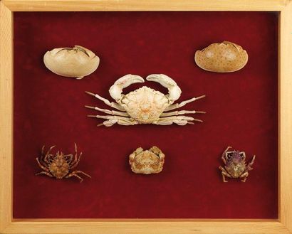 null Ensemble de cinq crabes dont xanthidae et calappa. Dans une boîte vitrée en...