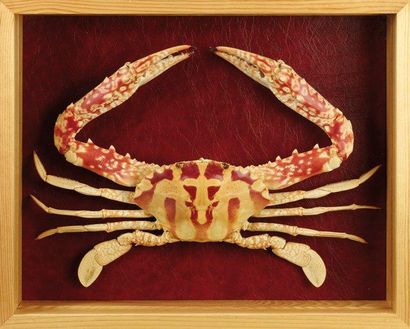 null PORTUNIDAE Grand crabe dans une boîte vitrée en bois naturel. Annexe: NC