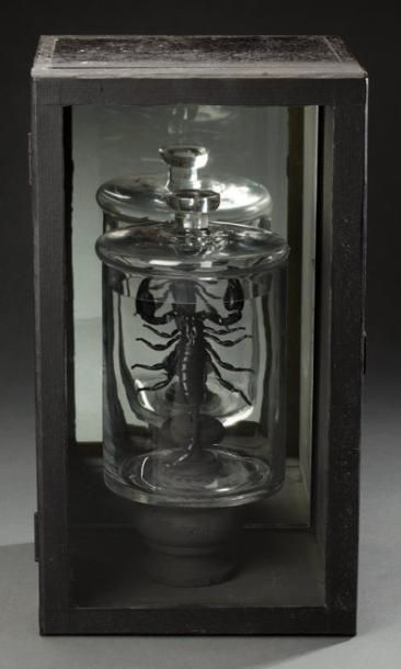 null Diorama composé d'un scorpion dans un bocal Annexe: NC