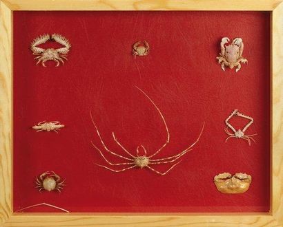 null Ensemble de huit crabes dont lencosiidae. Dans une boîte vitrée en bois naturel....