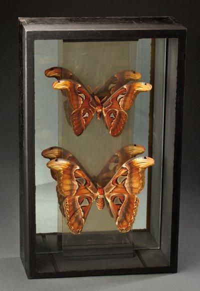 null Diorama composé de deux papillons bombix eri Annexe: NC