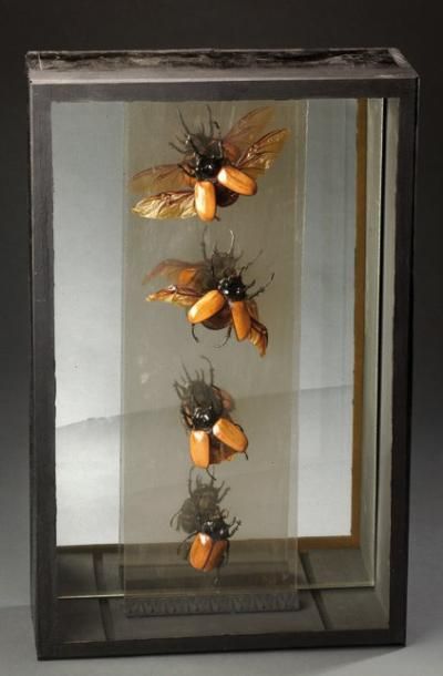 null Diorama composé de quatre coléoptères l'hercule male Annexe: NC