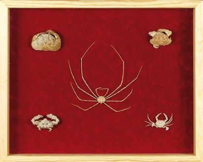 null Ensemble de cinq crabes dont un crabe araignée et calappa. Dans une boîte vitrée...