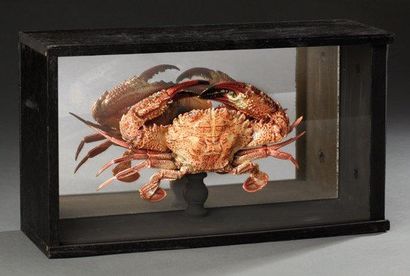 null Diorama composé d'un crabe Annexe: NC