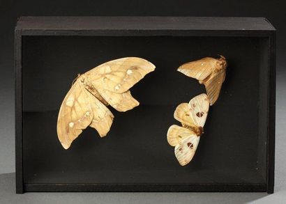 null Diorama composé de trois papillons de nuit anthera pernyi Annexe: NC