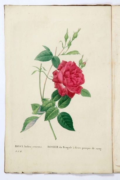 REDOUTÉ. THORY (Claude-Antoine) / Les Roses, par P.-J.
Redouté, peintre de fleurs,...... Gazette Drouot