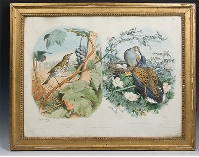 Edouard TRAVIES (1809-1865) Gravure en couleur : grive musicienne et un couple de...