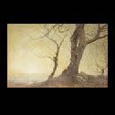 Robert BURNS (1869-1941) Etude d'arbre Aquarelle 47,5 x 73,4 cm Signée en bas à droite:...