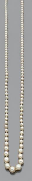 null Collier de 168 petites perles fines en chute - non testées. Fermoir rectangulaire...