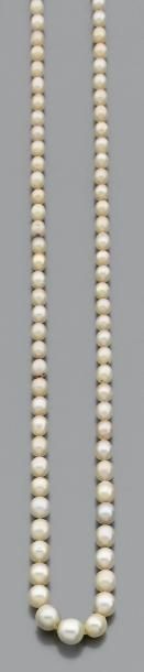 null Collier de 129 perles fines en chute - non testées - fermoir baton en or gris...