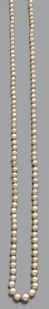 null Collier de 145 perles fines en chute et une perle de culture, fermoir en or...