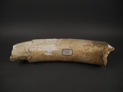 null Défense de mammouth L. 62 cm Provenance: Saône