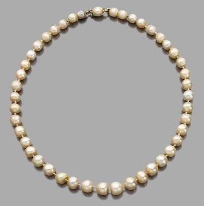  Collier composé de 42 perles fines en chute et 2 perles de culture. Fermoir composé...