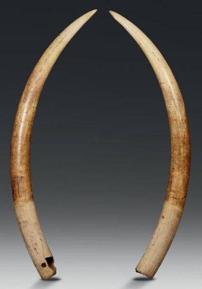 null Paire de défenses d'éléphant "Loxodonta africana". Longueur: 206 et 204 cm Poids:...