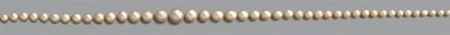null Collier composé de 115 perles fines en chute. Fermoir navette en or gris serti...