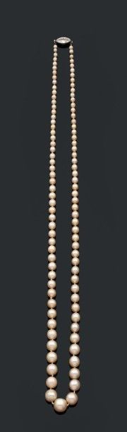 null Collier composé de 99 perles fines et 2 perles de culture en chute. Fermoir...