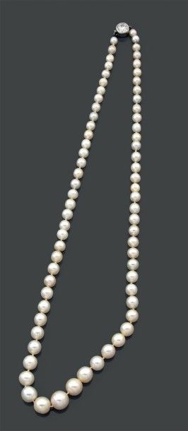  	 Collier composé de 70 perles fines et 1 perle de culture en chute. Fermoir serti...