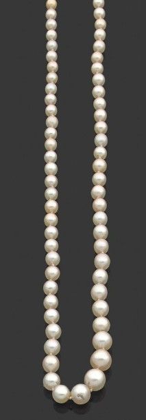 null Collier composé de 131 perles fines et 4 perles de culture en chute. Fermoir...