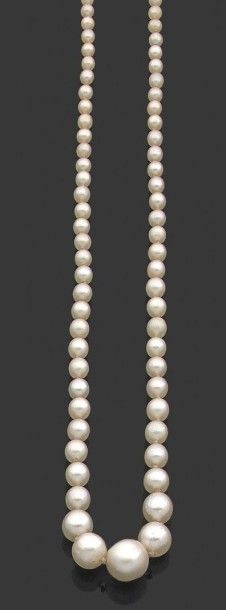 null Collier composé de 136 perles fines et 11 perles de culture en chute. Fermoir...