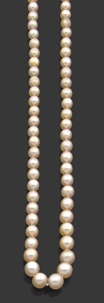 null Collier composé de 107 perles fines en chute. Fermoir en or jaune. Poids brut:...