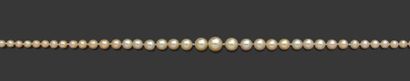 null Collier composé de 101 perles fines et 10 perles de culture en chute Fermoir...