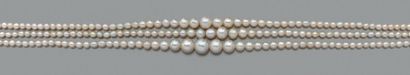 null Collier composé de trois rangs de 270 perles fines et 1 perle de culture en...