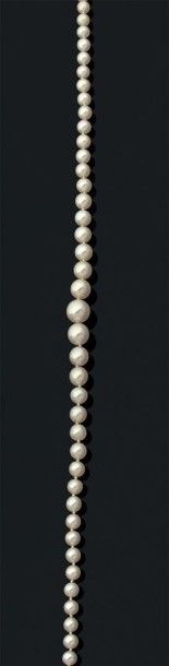 null Collier composé de 115 perles fines en chute et d' 1 perle de culture. Fermoir...