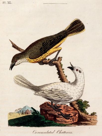 LATHAM John A General Synopsis of Birds.
London,Benjamin White (for Leigh and Sotheby),...