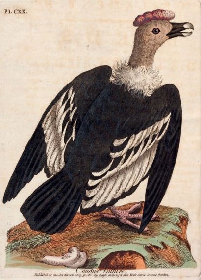 LATHAM John A General Synopsis of Birds.
London,Benjamin White (for Leigh and Sotheby),...
