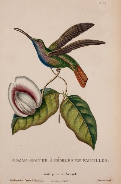 LESSON René Primevèret Histoire naturelle des oiseaux mouches.
Ouvrage orné de planches......